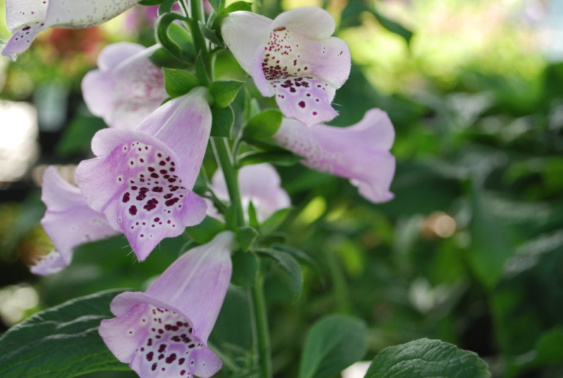 Foxglove - American College of Veterinary Pharmacists