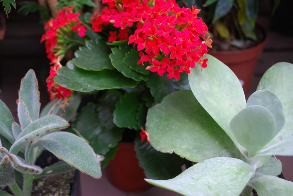 Kalanchoe American College of Veterinary Pharmacists