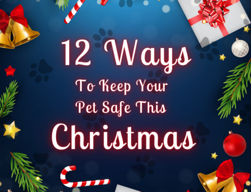 12 Ways to Keep Your Pet Safe This Christmas